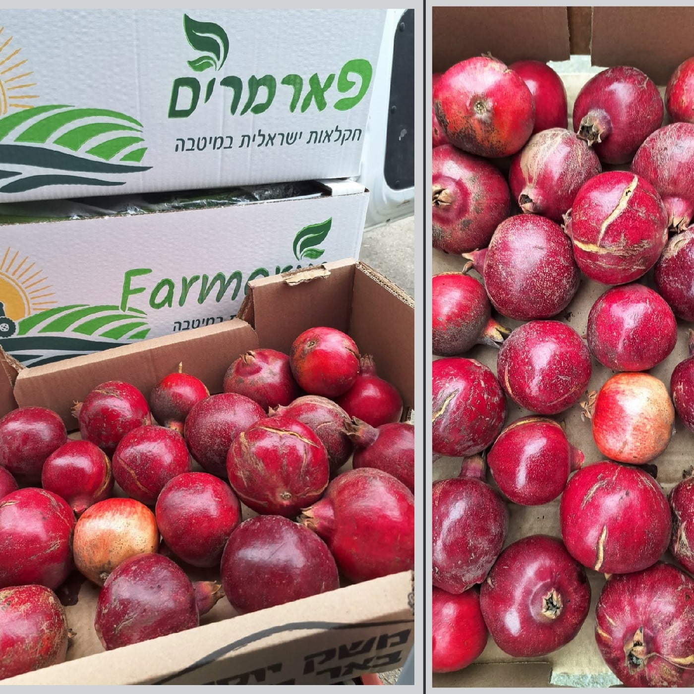 רימון זן 
