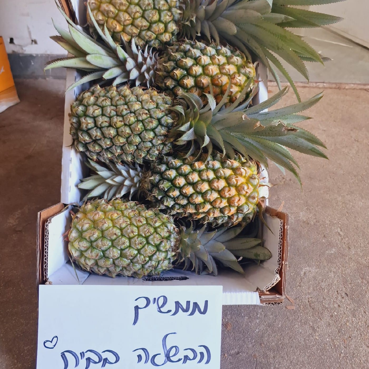אננס חמישיות זן קווין (גודל 5)