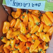 כ-300 ג', פלפלונים הכי מתוקים שיש!