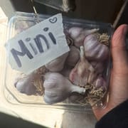 ראשים קטינים ויפים. כ-500 ג'