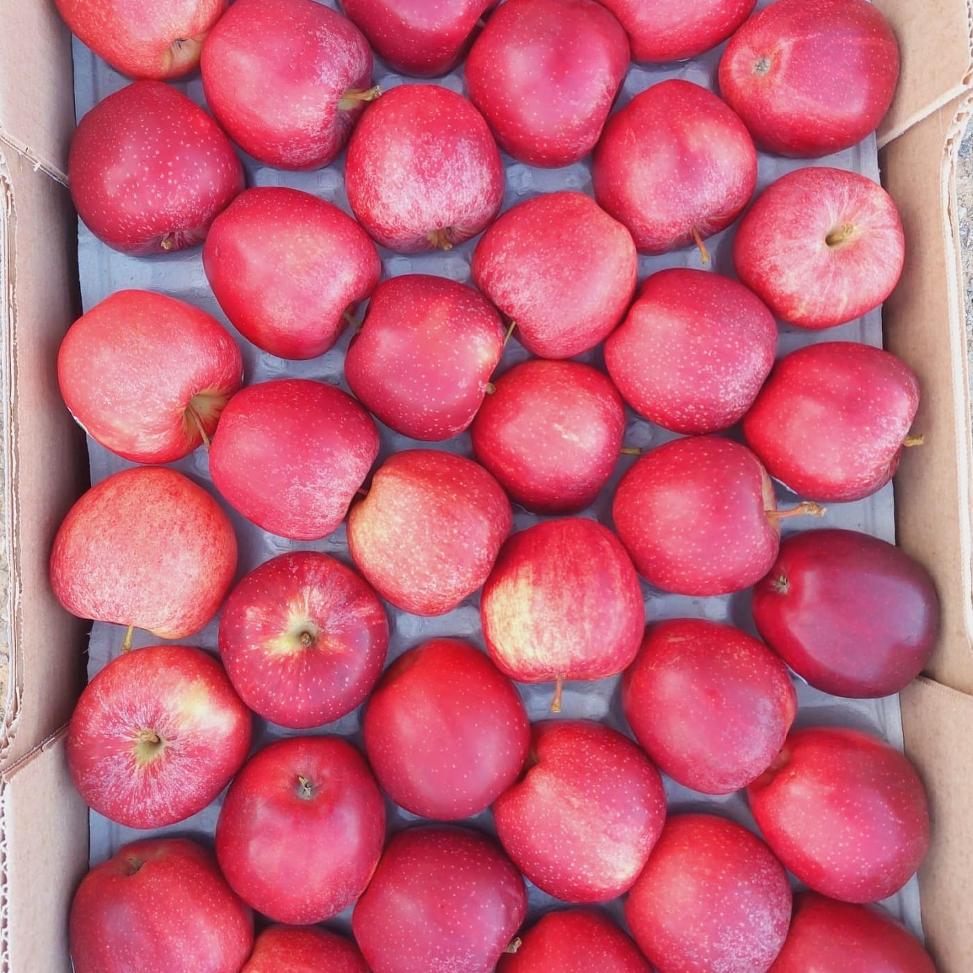 תפוח עץ גאלה אורגני