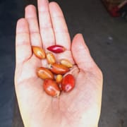פרי קטנטן (1 ס