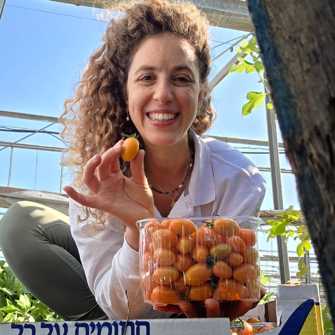 עגבניות שרי כתום אורגניות