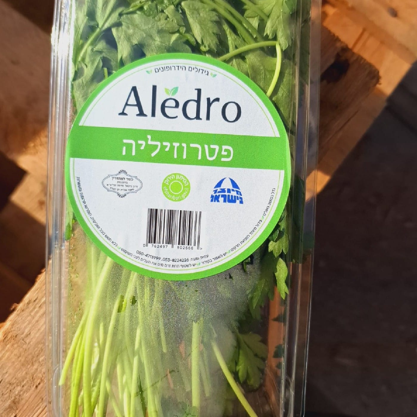 פטרוזיליה הידרופוני