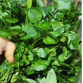 להזמנה - שירות לקוחות. עלים ירוקים חרפרפים, קריספיים ומלאים בטעם. באריזה איכותית לשמירת הטרי