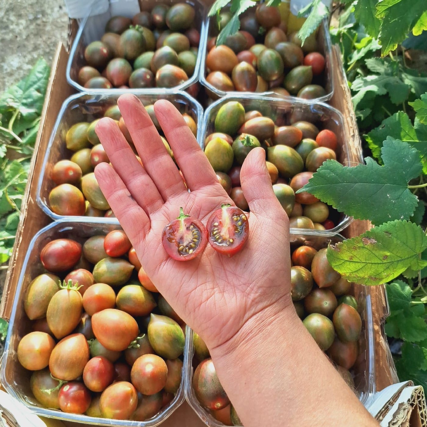 עגבניות שרי ליקופן אורגניות