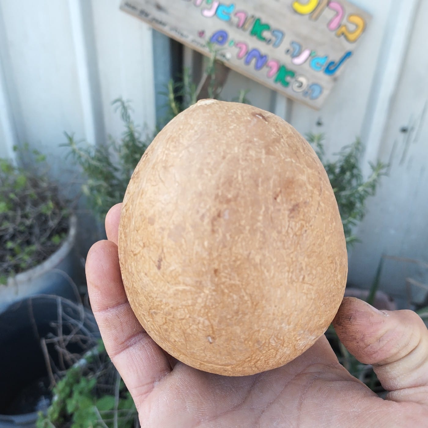 קוקוס שלם קלוף