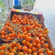 עגבניה שרי מתוקה. טעימה מאד