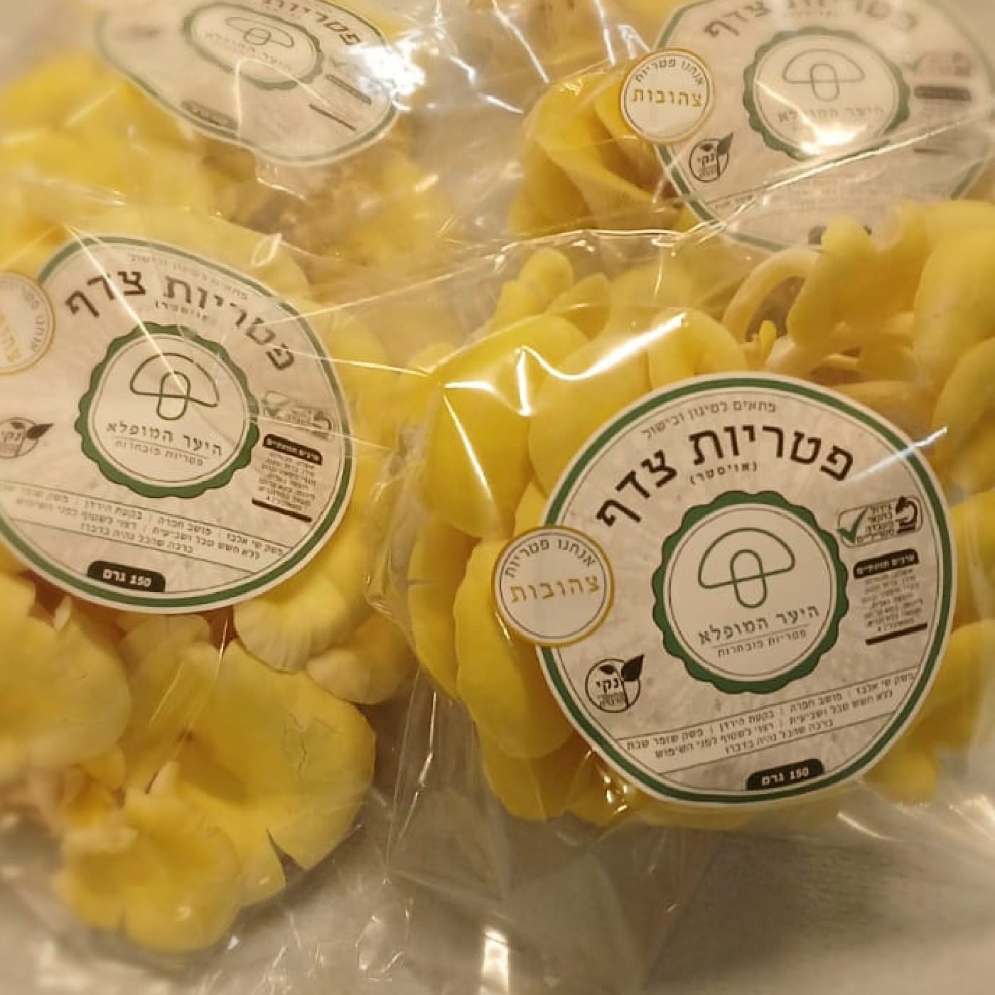 פטריות אויסטר צהובות