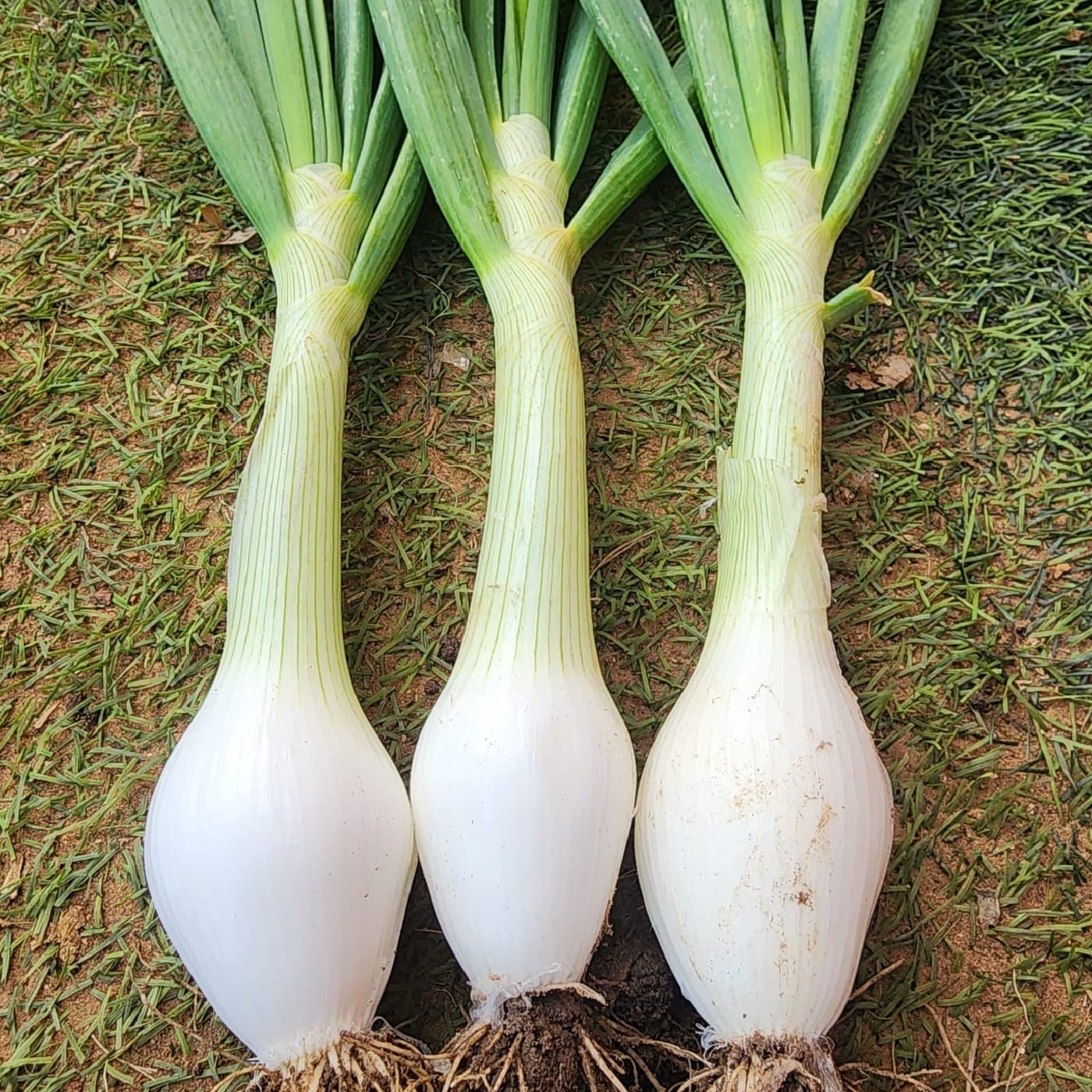 בצל לבן לח אורגני צרור