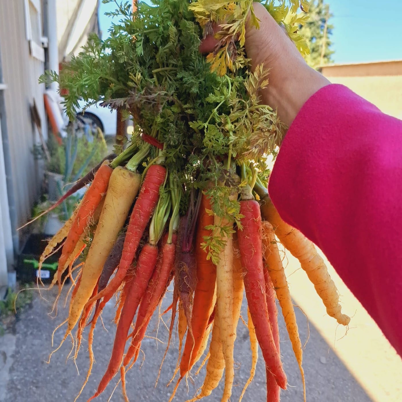 גזר צבעוני אורגני צרור