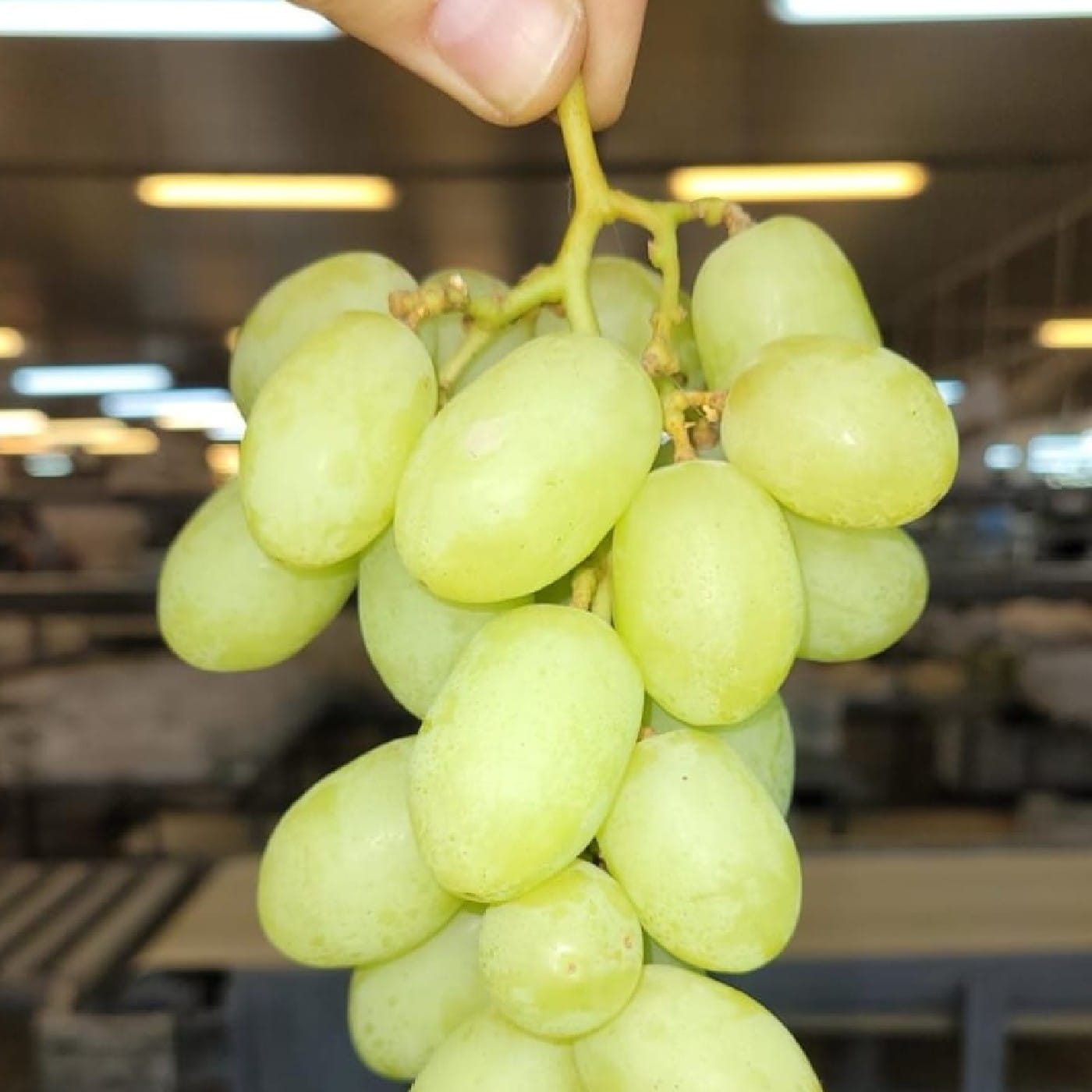 מארז ענבים ירוקים 