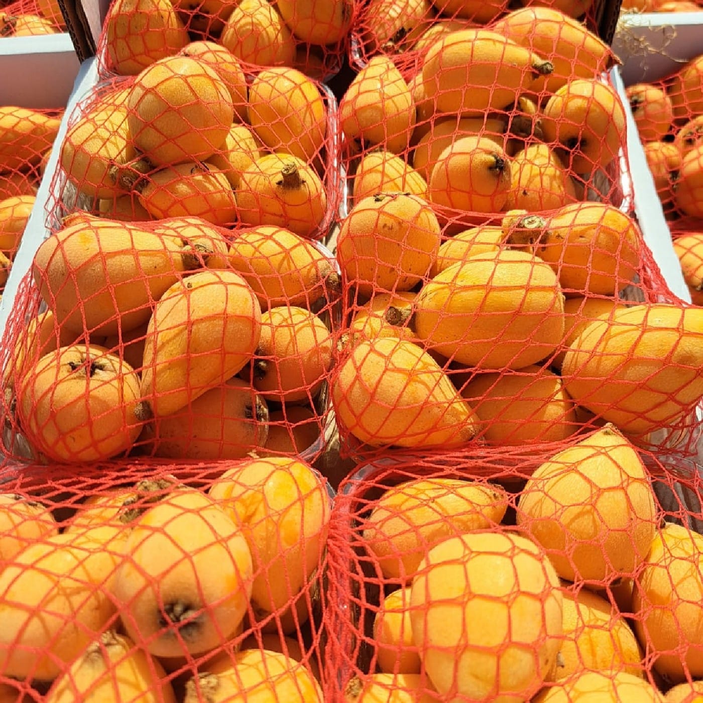 שסק זן אברי