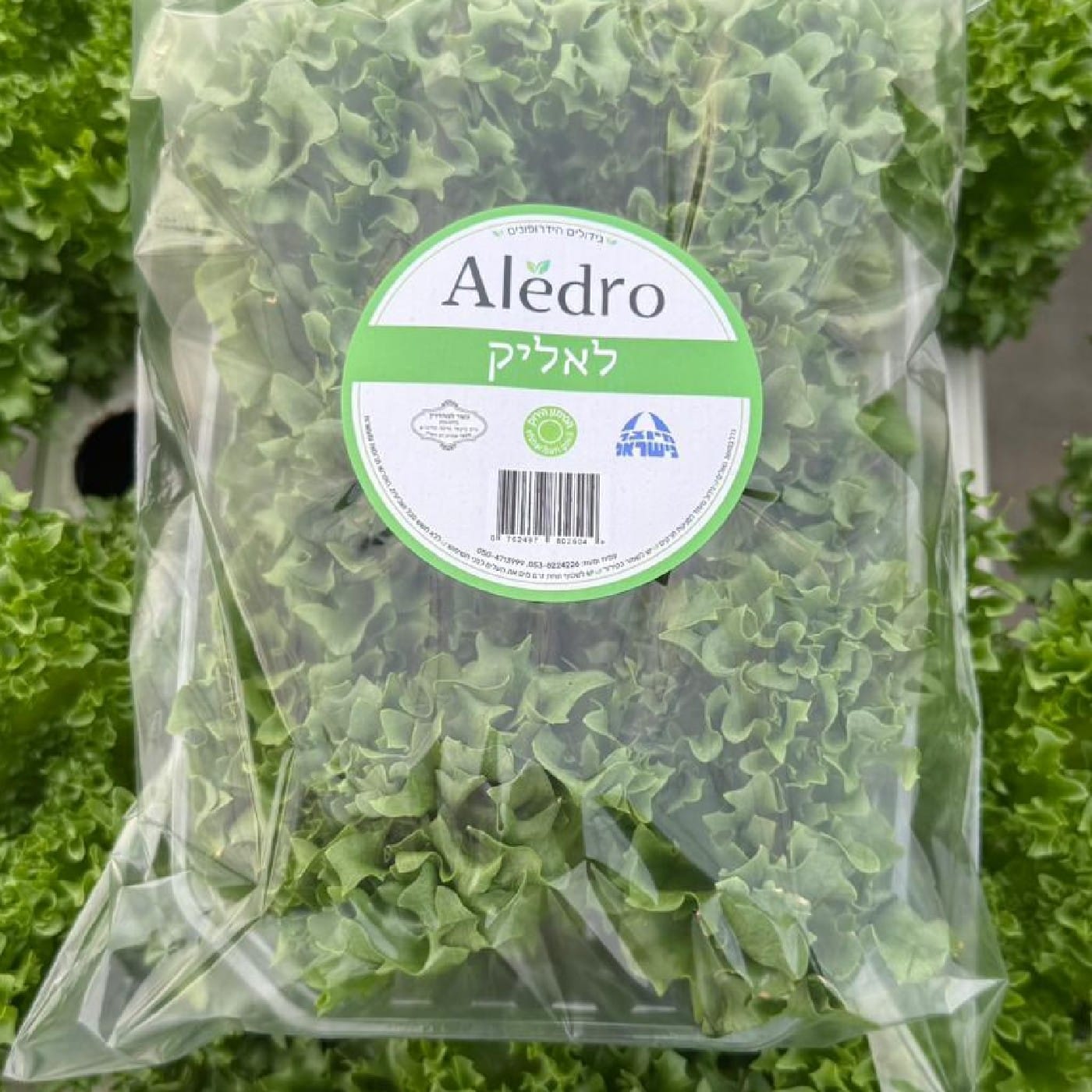 חסה לאליק הידרופונית