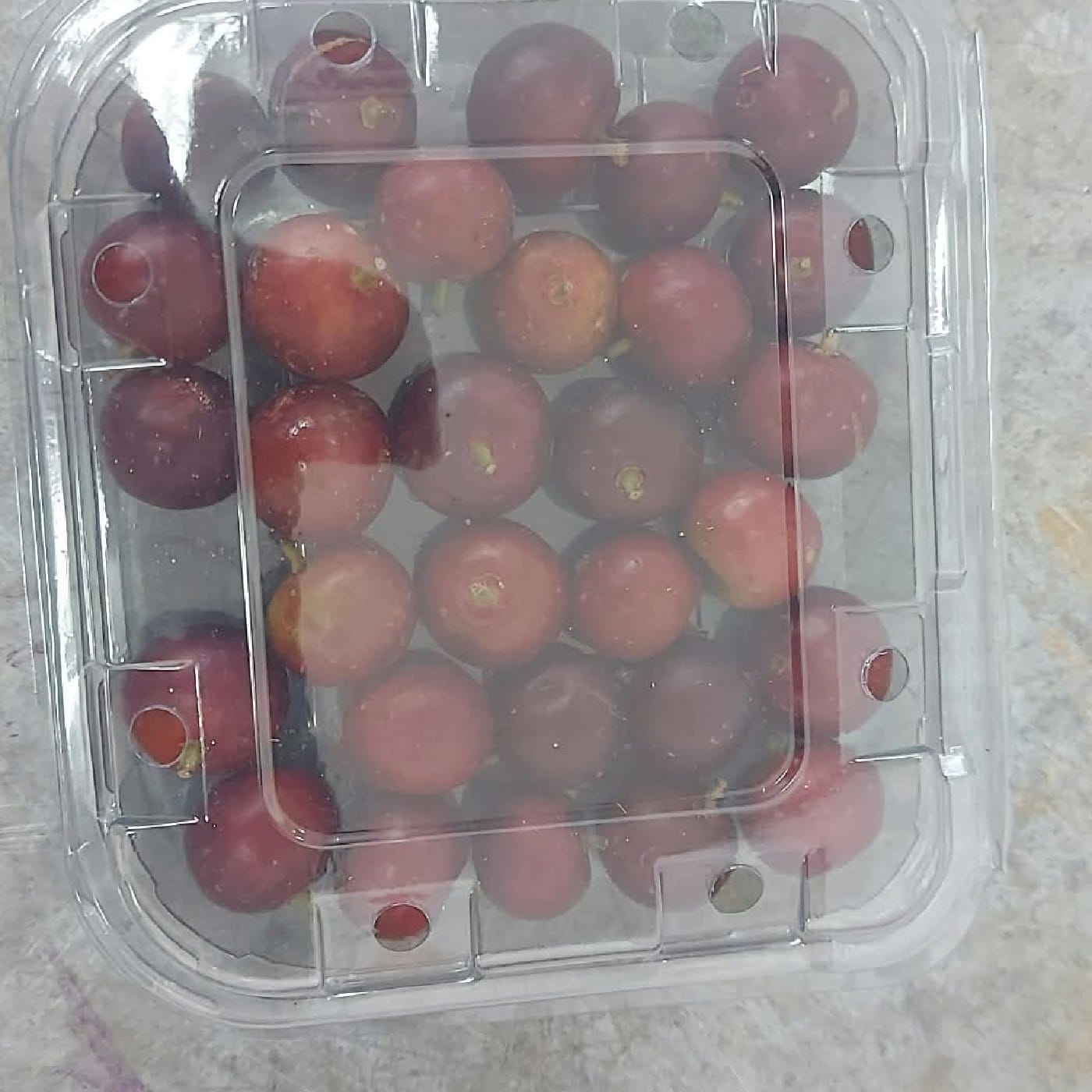שזיף המושל