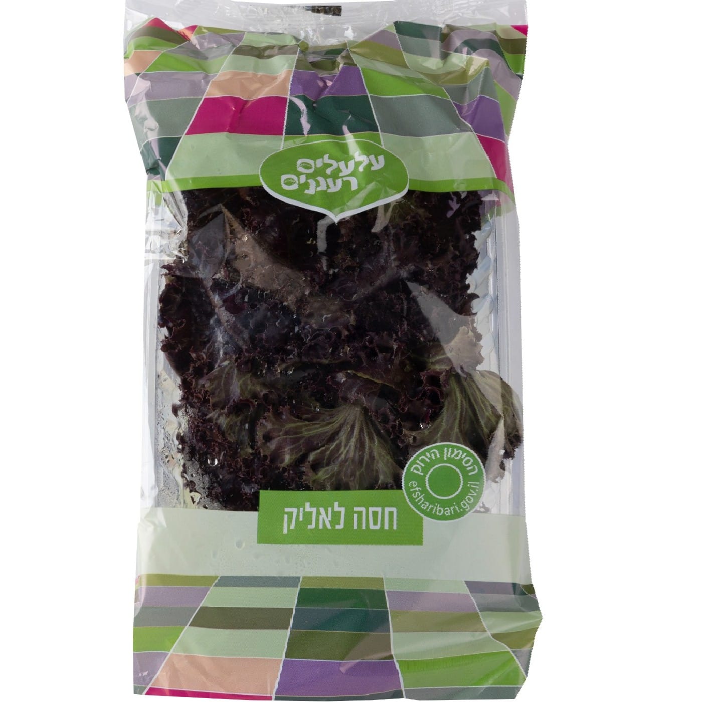 חסה לאליק אדומה הידרופונית