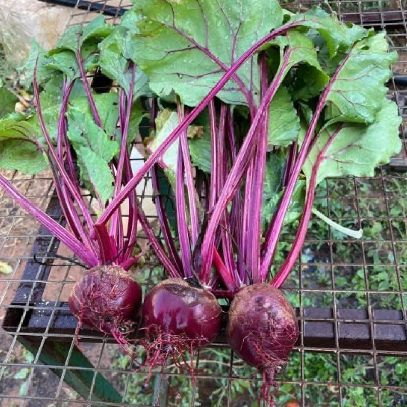 צרור סלק סגול עם עלים אורגני