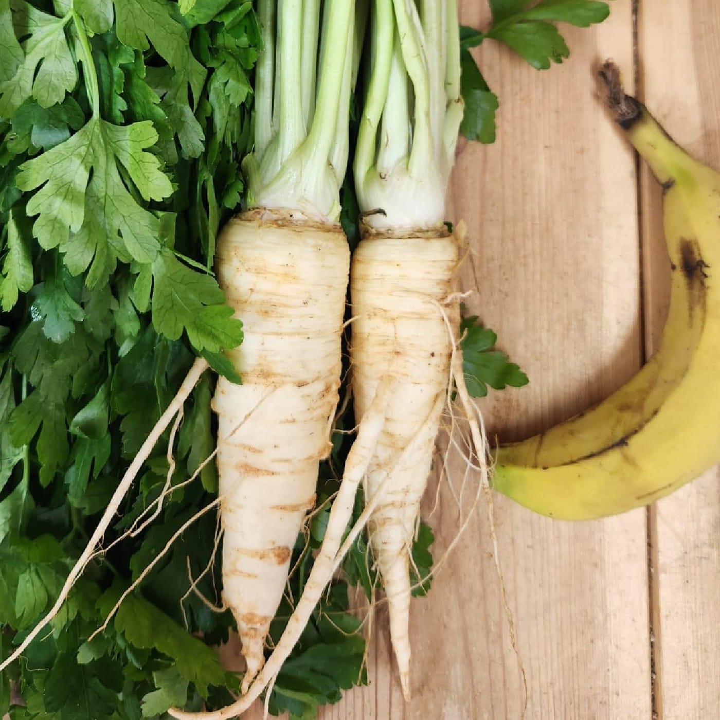 שורש פטרוזילה אורגני
