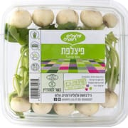 גירסה קטנה ויפה של לפת שגודלה כגודל ציפורן ועלעלים קטנים