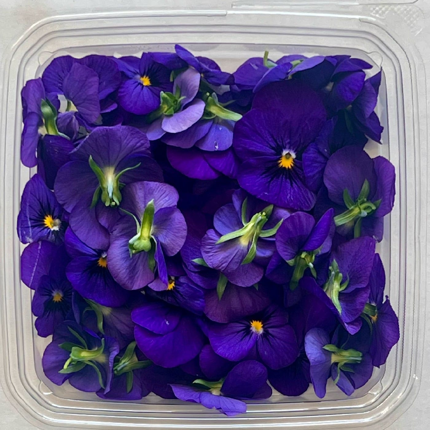 פרחי אמנון ותמר שוויצרי