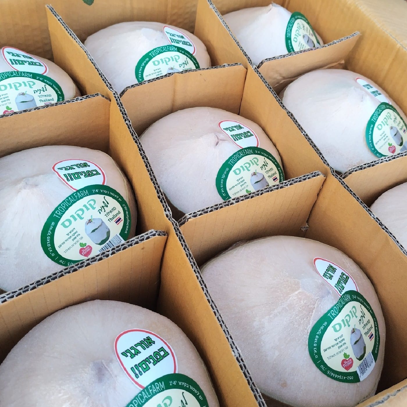 ארגז קוקוס תאילנדי לשתיה