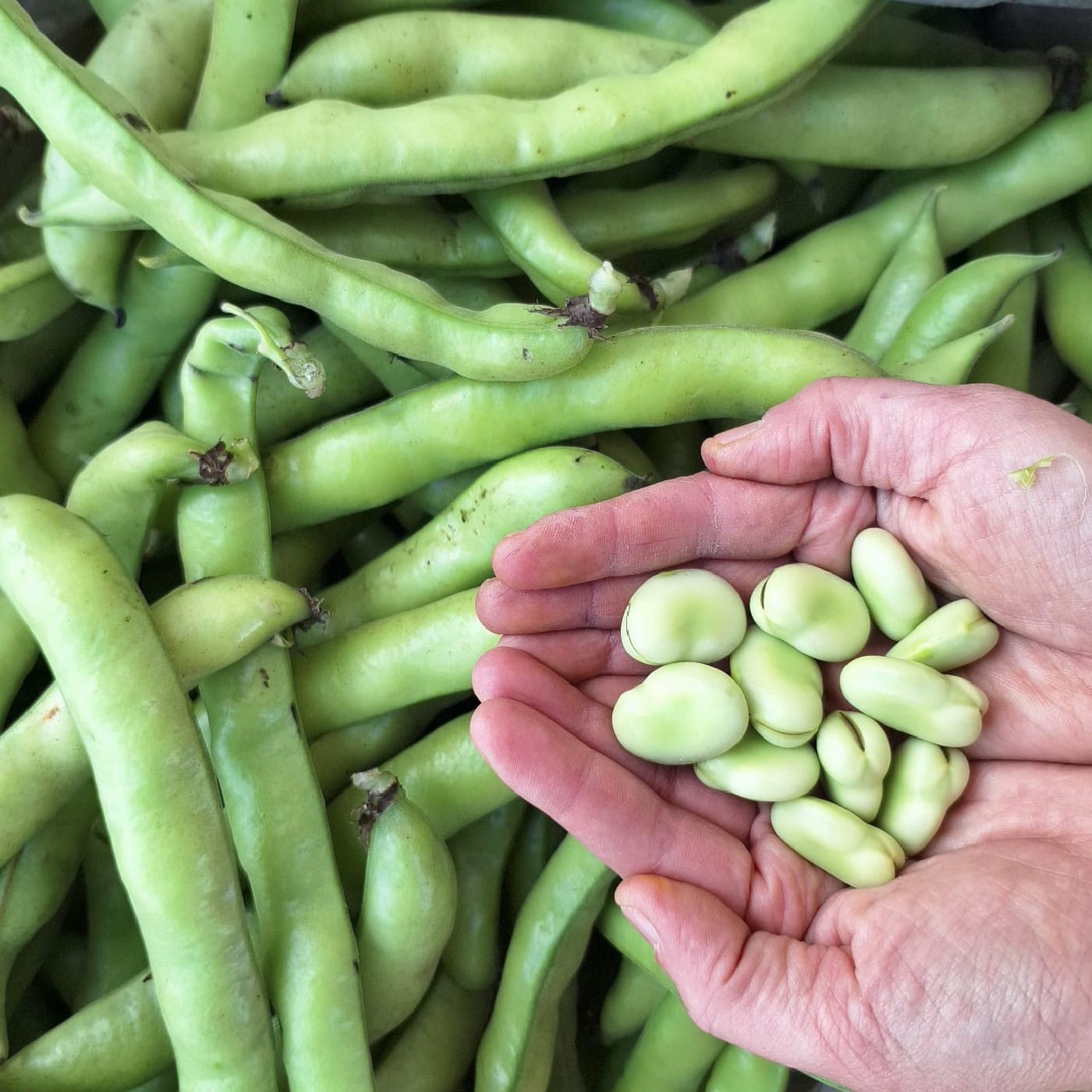 פול ירוק אורגני