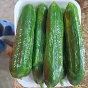כ-600 ג'. מלפפון קראנצ'י מזן מקומי של פעם. גדל רק באביב ובשטח פתוח. ללא ריסוס