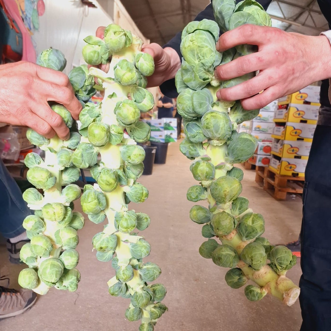 כרוב ניצנים אורגני על ענף