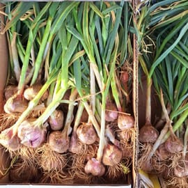 לפי משקל. שום לח מלא בטעם וריח. ישראלי. טרי טרי. עם העלים.