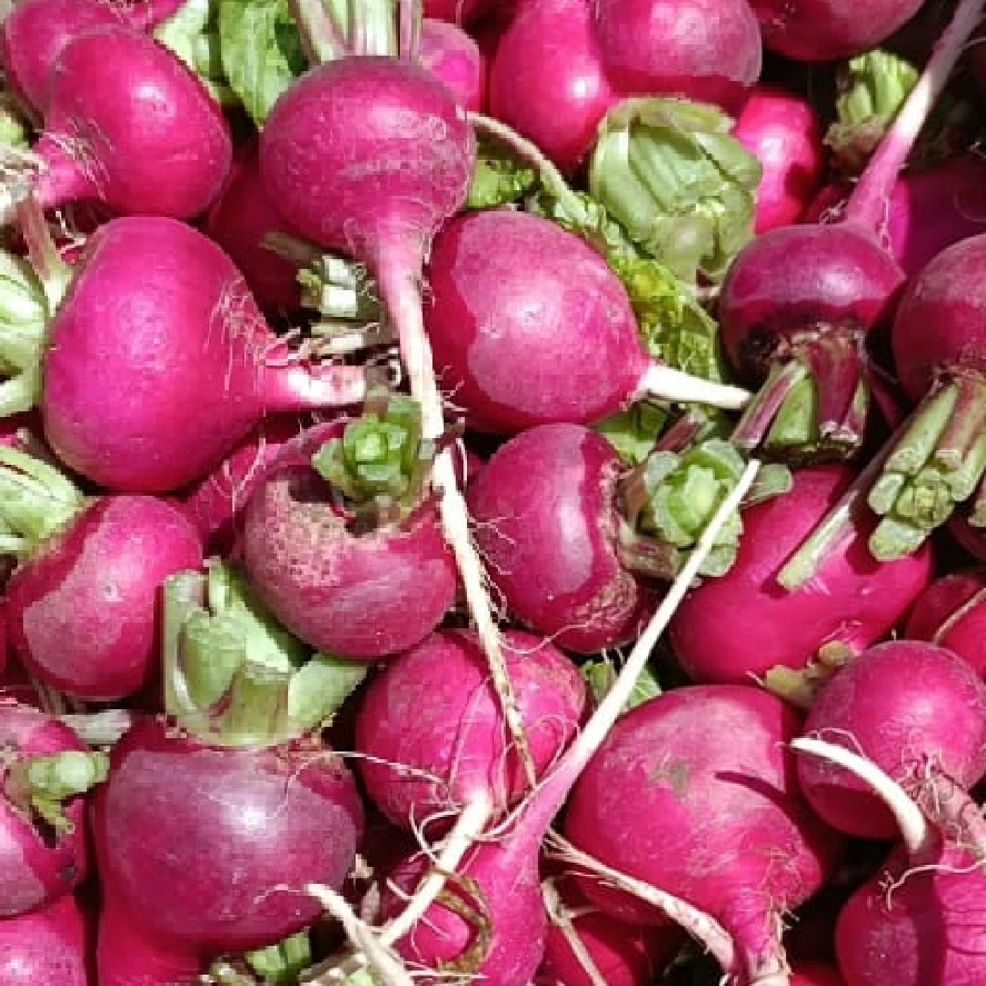 צנון אדום אורגני