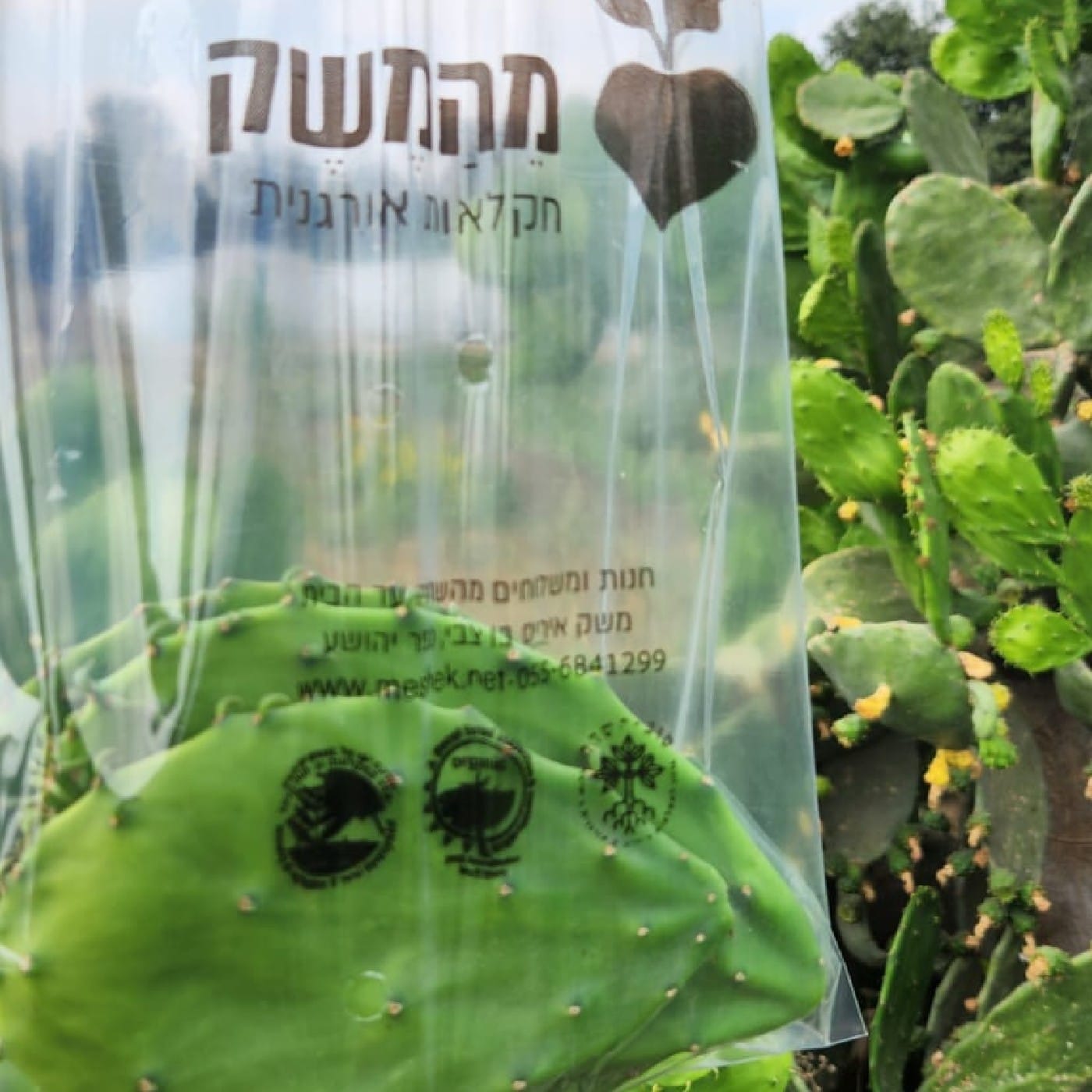 מארז עלי נופאלס אורגניים