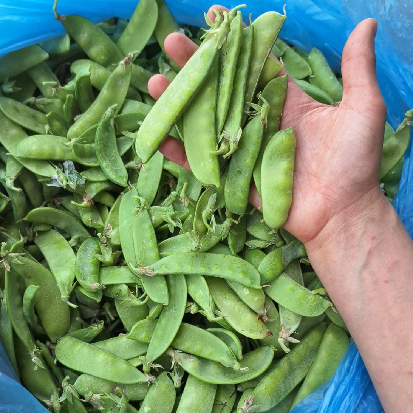 מארז אפונת שלג אורגנית