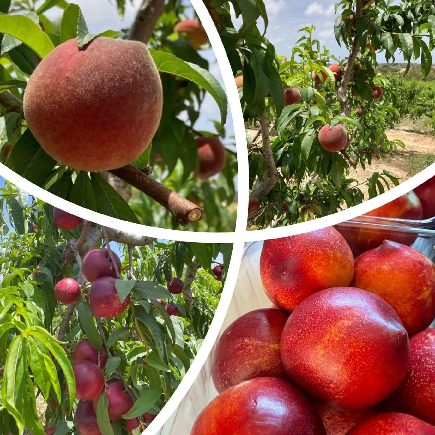 נקטרינה צהובה 2-2