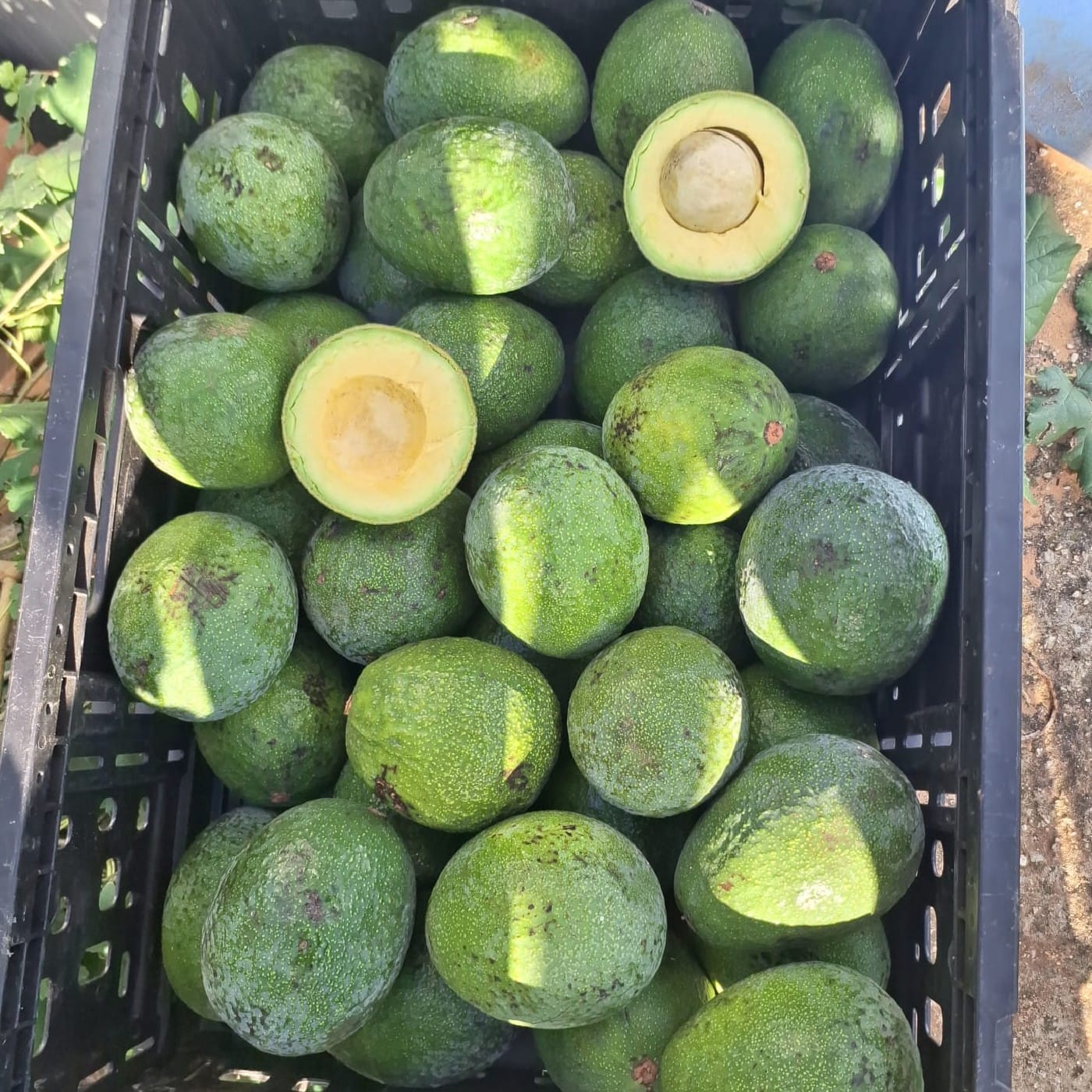 אבוקדו ריד אורגני