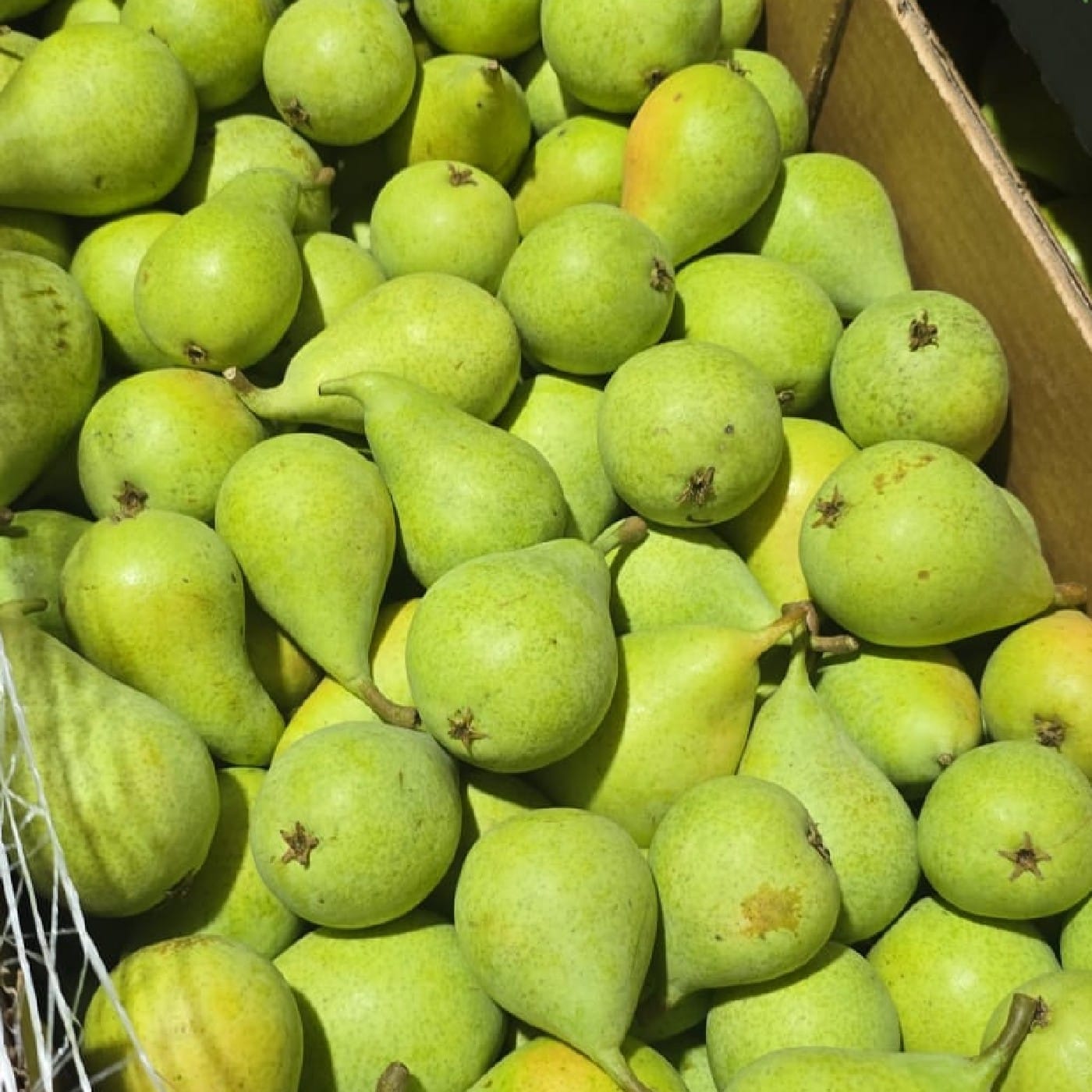 אגס 