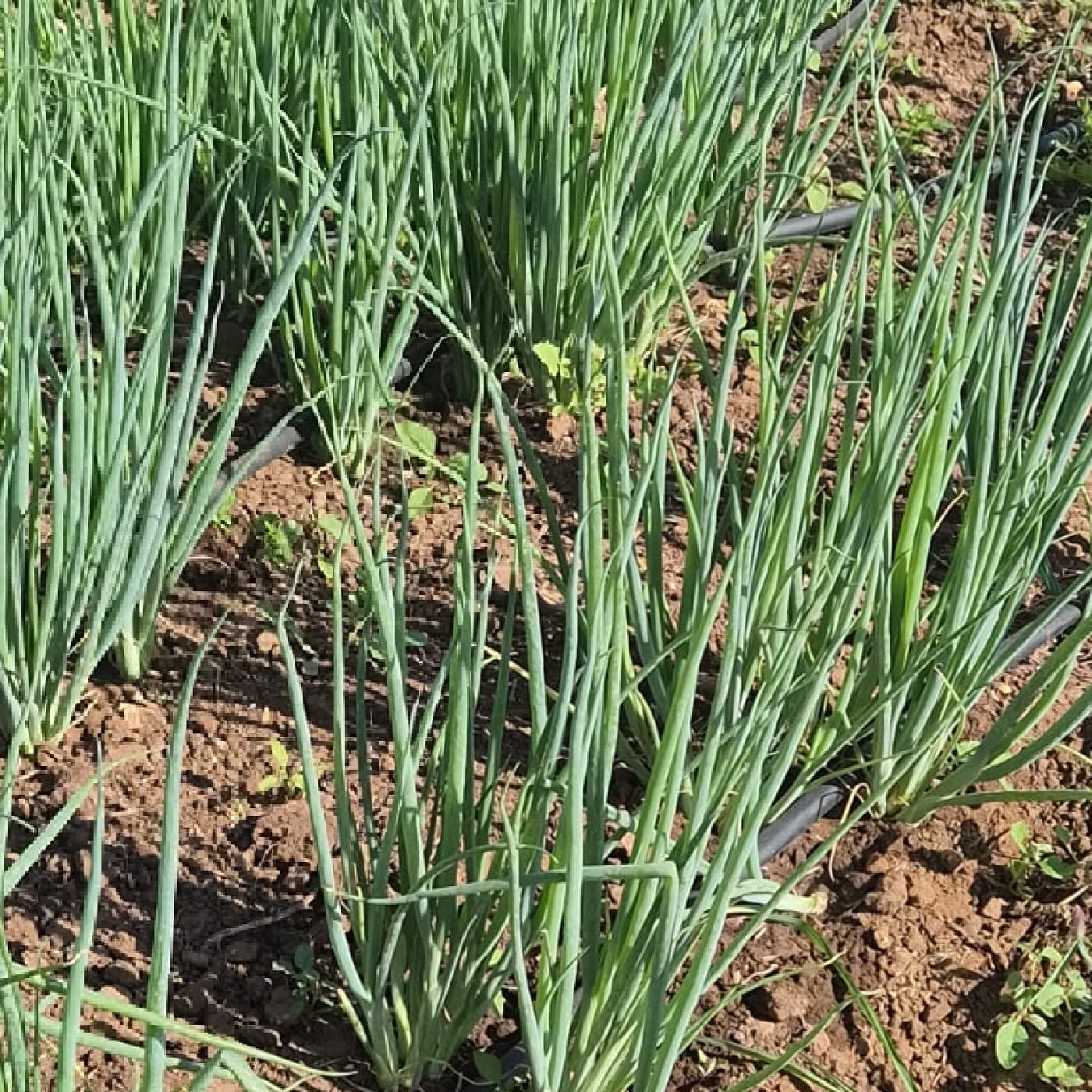 בצל ירוק אורגני