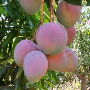 אחד המנגו המתוקים - פשוט מעולה, מתיקות רבה וללא סיבים. מקורו בדרום אפריקה. גדל באלמגור