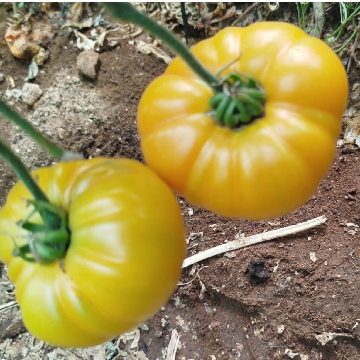 עגבניות ביף סטייק RAF צהובות אורגניות