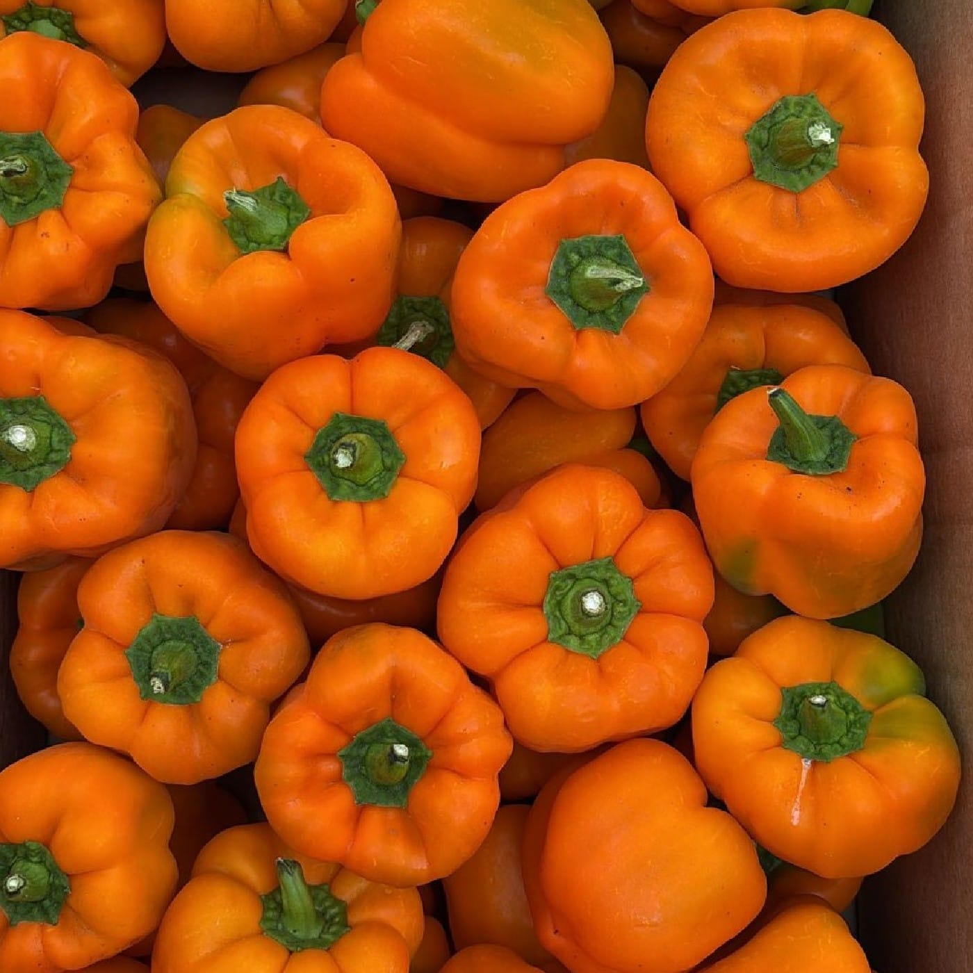 פלפל כתום אורגני