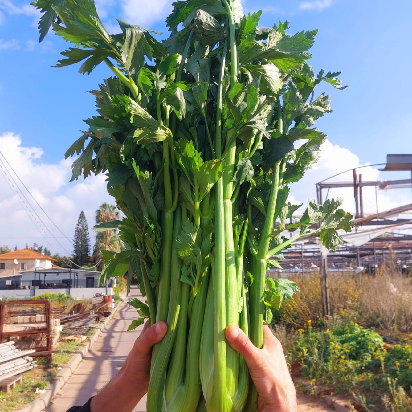 סלרי עלים אורגני