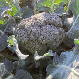 מגיעים עם עלים. לפי משקל. לב הגבעול אכיל גם כן.