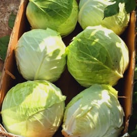 בינוני-גדול. גודל בגדר הערכה - אין זיכויים