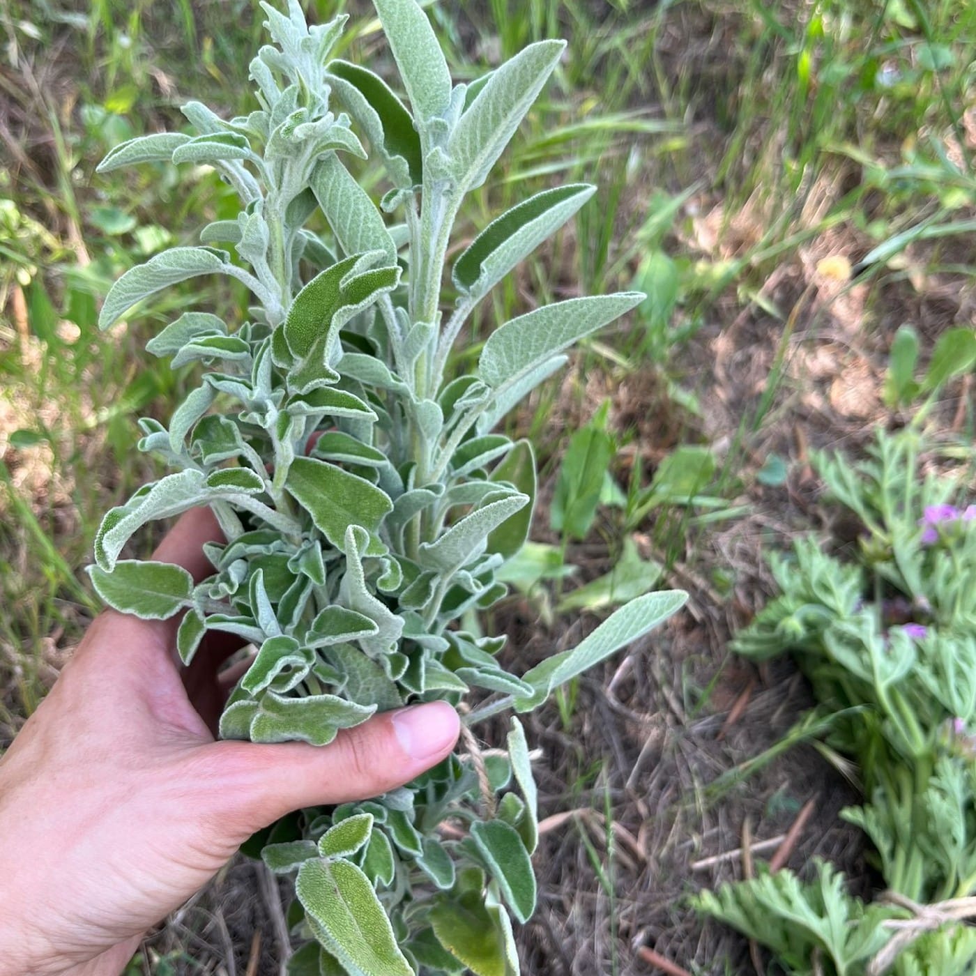צרור מרווה אורגנית