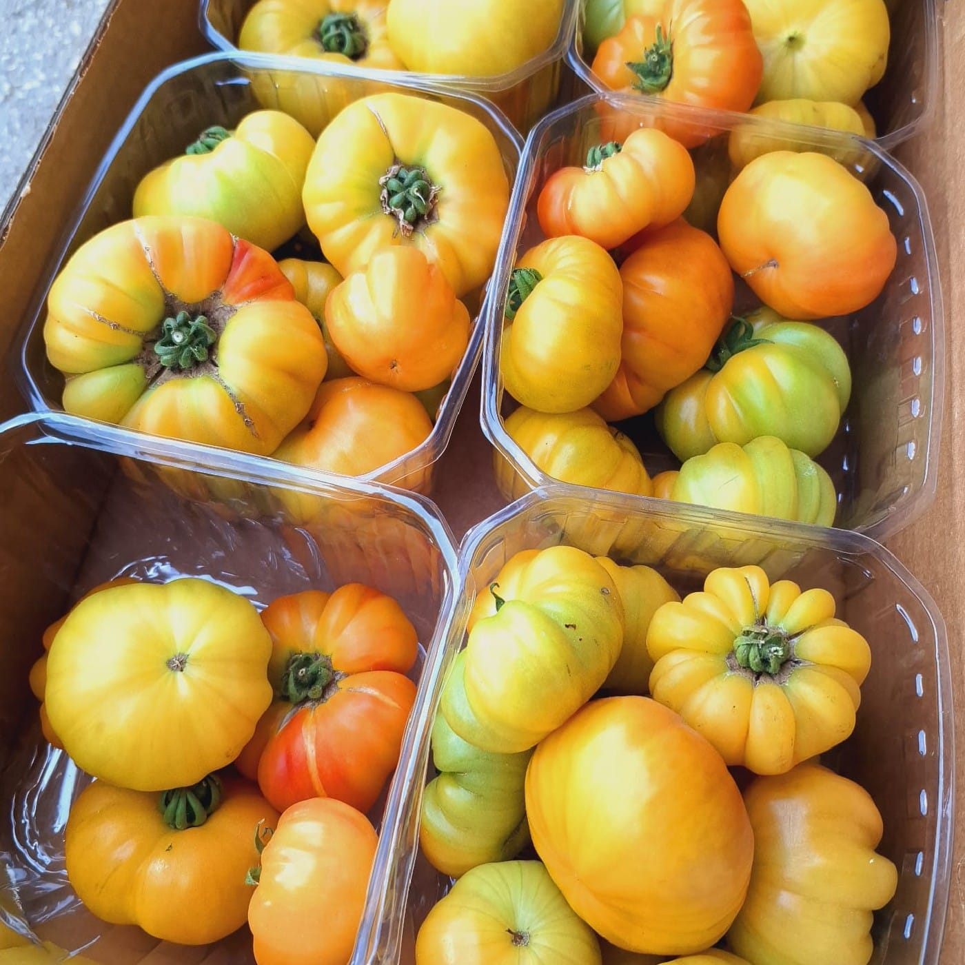 עגבניות ביף סטייק RAF צהובות אורגניות