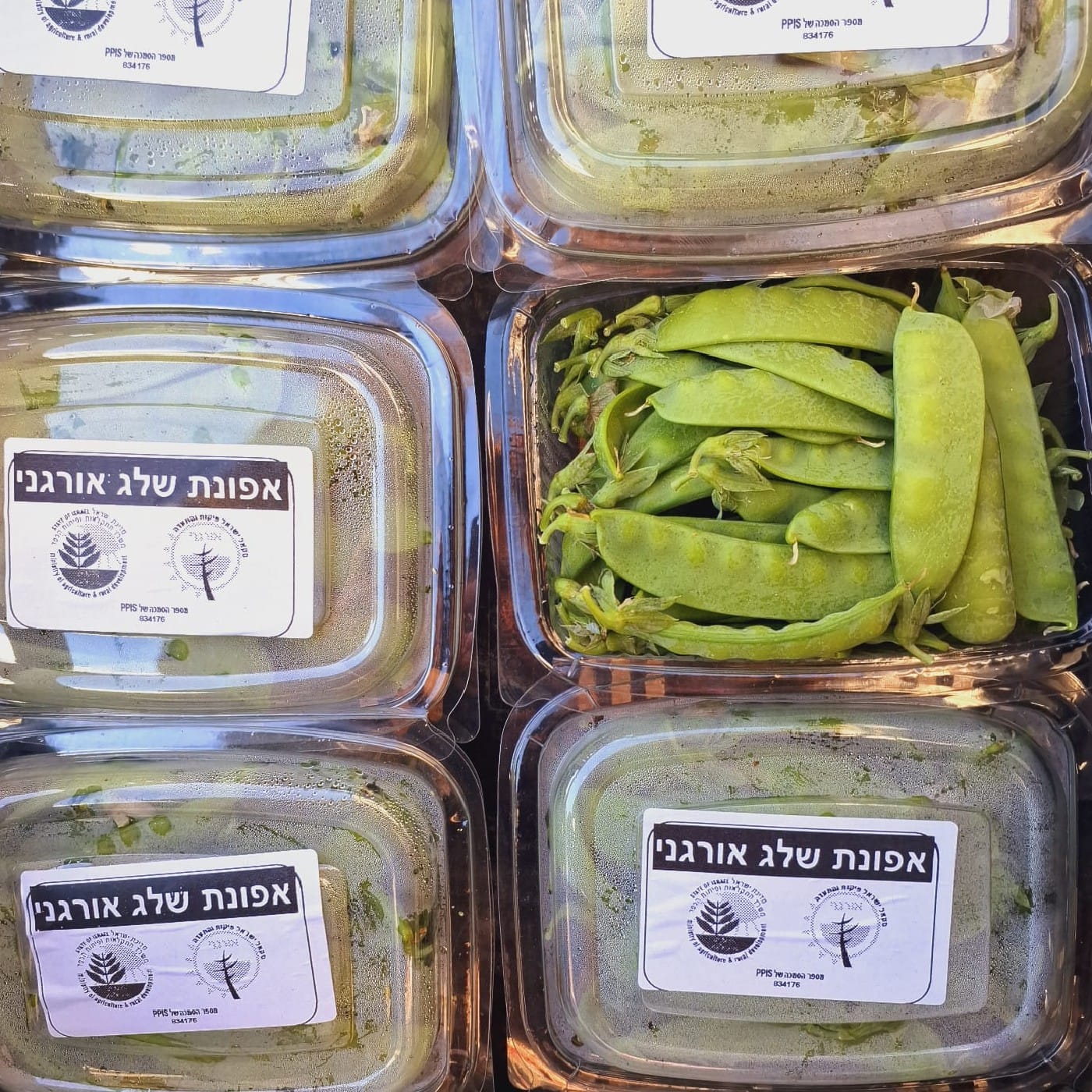 מארז אפונת שלג אורגנית