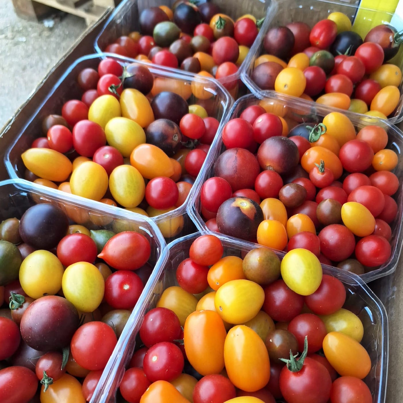 עגבניות שרי מיקס אורגניות