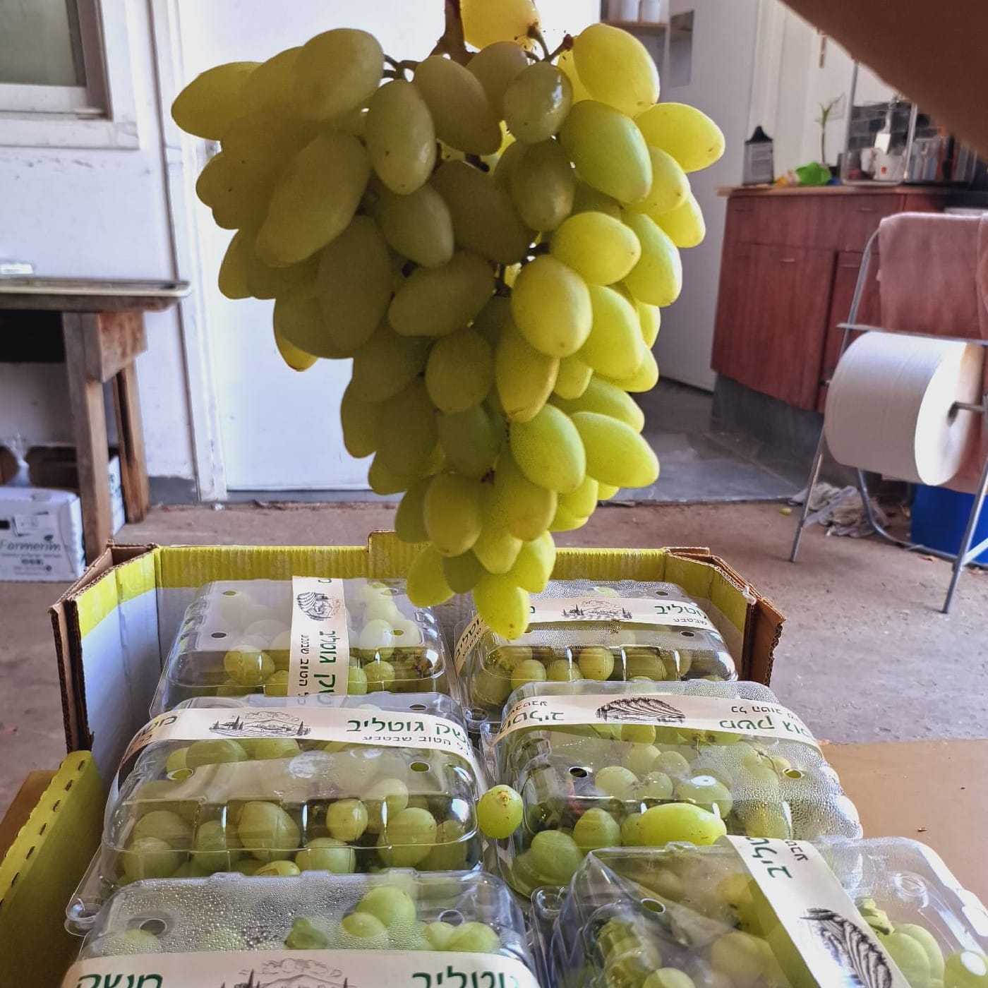 ענבים לבנים 