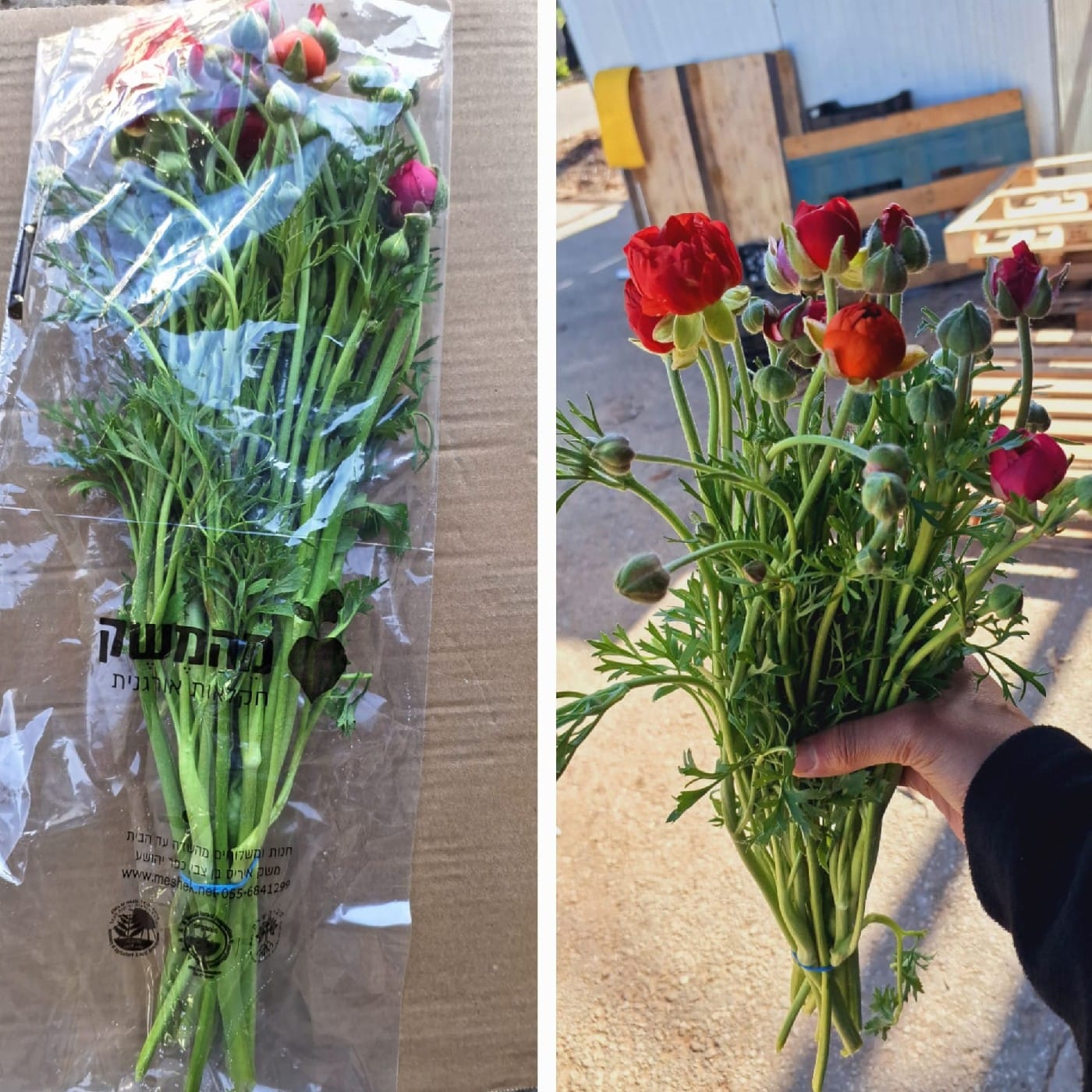 זר פרחים נוריות