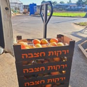 מנגו מאיה קטן וטעים! בשל מהעץ ללא הבחלה