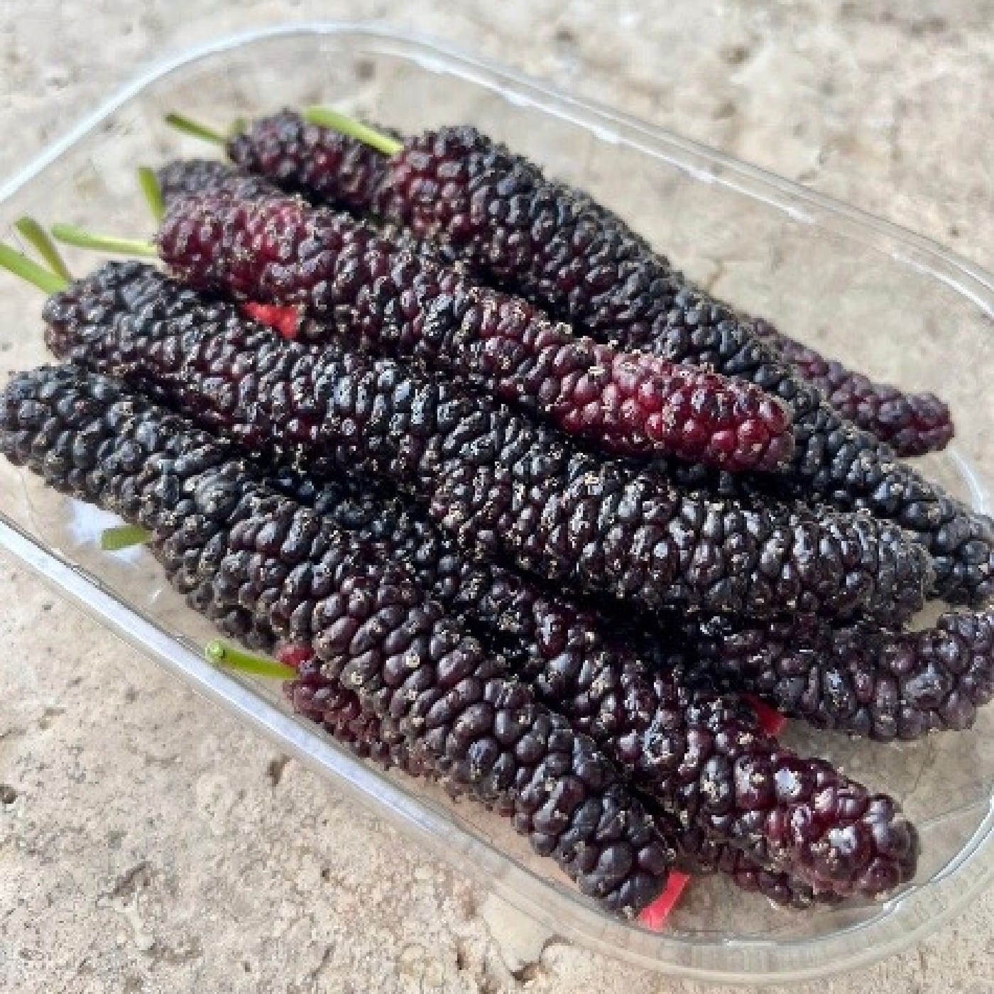 מארז תות עץ פקיסטני